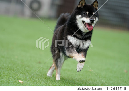 一隻黑色柴犬在草地上活潑地玩耍。 一隻黑色柴犬在草地上活潑地玩耍。 142655746