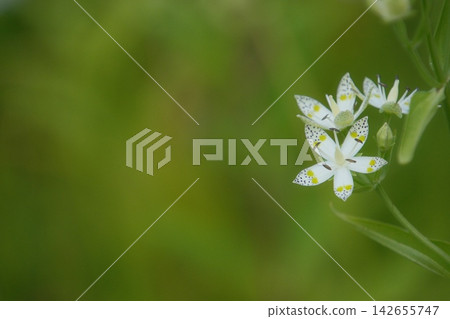 A vast expanse of green and the delicate flowers of the Akebono-sou blooming on the far right. A vast expanse of green and the delicate flowers of the Akebono-sou blooming on the far right. 142655747