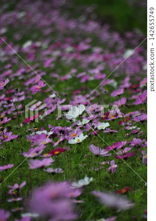 秋季,波斯菊盛開的花田。 秋季,波斯菊盛開的花田。 142655749