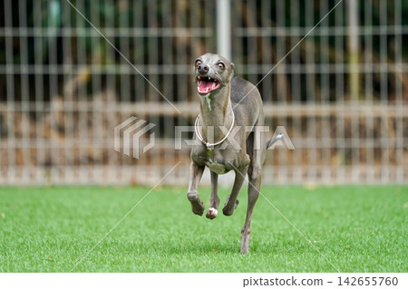 Italian Greyhounds happily playing in a grassy dog run. 142655760