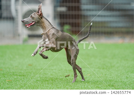義大利靈緹犬在綠草茵的狗場裡快樂地玩耍。 義大利靈緹犬在綠草茵的狗場裡快樂地玩耍。 142655774