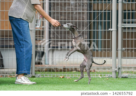 Italian Greyhounds happily playing in a grassy dog run. Italian Greyhounds happily playing in a grassy dog run. 142655792