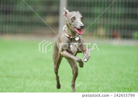 Italian Greyhounds happily playing in a grassy dog run. Italian Greyhounds happily playing in a grassy dog run. 142655799