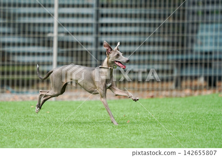 Italian Greyhounds happily playing in a grassy dog run. Italian Greyhounds happily playing in a grassy dog run. 142655807