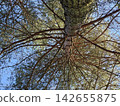 Towering evergreen pine trees filmed from below against bright sky creating a dramatic forest canopy view 142655875