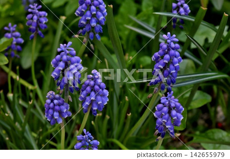 葡萄風信子的紫色花朵 葡萄風信子的紫色花朵 142655979