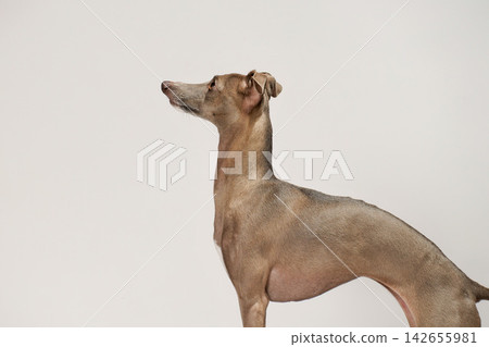 在白色背景下拍攝的義大利靈緹犬的影棚肖像照。 142655981