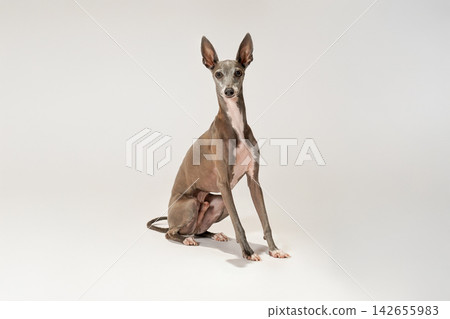 在白色背景下拍攝的義大利靈緹犬的影棚肖像照。 在白色背景下拍攝的義大利靈緹犬的影棚肖像照。 142655983