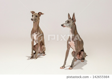 Studio portrait of an Italian Greyhound taken against a white background. Studio portrait of an Italian Greyhound taken against a white background. 142655984