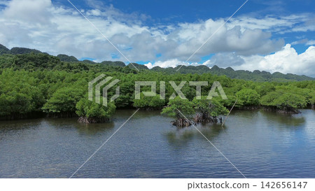 Mangrove sea landscape in tropical coastal region Mangrove sea landscape in tropical coastal region 142656147