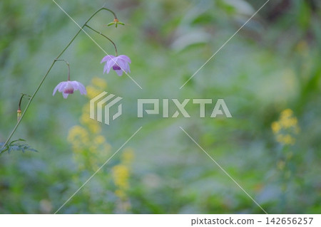 Two Japanese anemones bloom quietly side by side in the damp forest air. Two Japanese anemones bloom quietly side by side in the damp forest air. 142656257