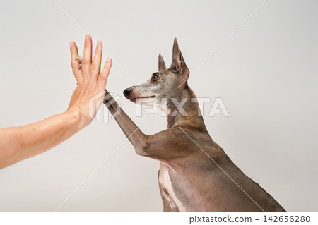 一隻義大利靈緹犬向主人伸出爪子。 一隻義大利靈緹犬向主人伸出爪子。 142656280