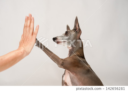 一隻義大利靈緹犬向主人伸出爪子。 一隻義大利靈緹犬向主人伸出爪子。 142656281
