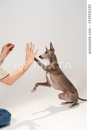 An Italian Greyhound giving its paw to its owner. An Italian Greyhound giving its paw to its owner. 142656282
