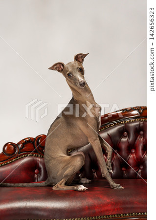 An Italian Greyhound sitting on an antique-style sofa. An Italian Greyhound sitting on an antique-style sofa. 142656323