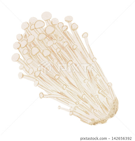 金針菇水彩插圖 金針菇水彩插圖 142656392