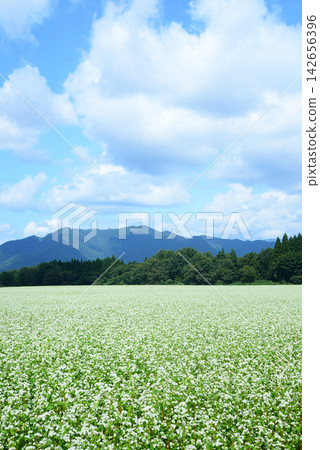 在福島縣下鄉町，夏末的雲霧繚繞中，蕎麥花競相綻放（垂直）。 142656396