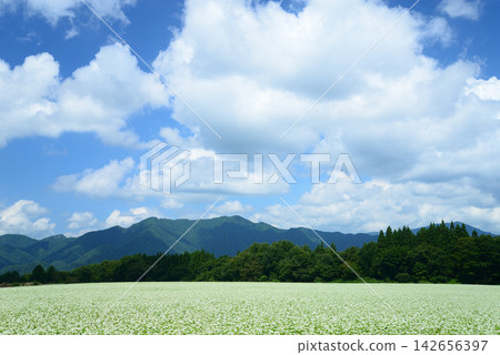 在福島縣下鄉町，夏末的雲霧繚繞中，蕎麥花競相綻放。 142656397
