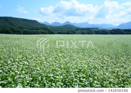 在福島縣下鄉町,蕎麥花覆蓋大地,預示著會津山區村莊的秋天已經到來。 在福島縣下鄉町,蕎麥花覆蓋大地,預示著會津山區村莊的秋天已經到來。 142656398