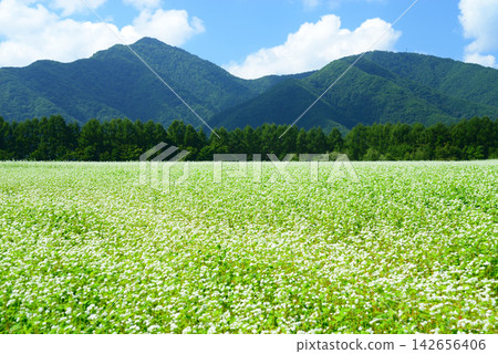 在福島縣下鄉町,坐落在山麓的猿樂高原在夏末時節遍布蕎麥花。 在福島縣下鄉町,坐落在山麓的猿樂高原在夏末時節遍布蕎麥花。 142656406
