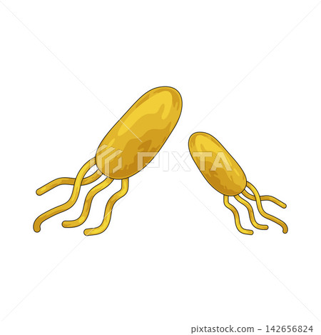 Illustration of Bacteria Illustration of Bacteria 142656824