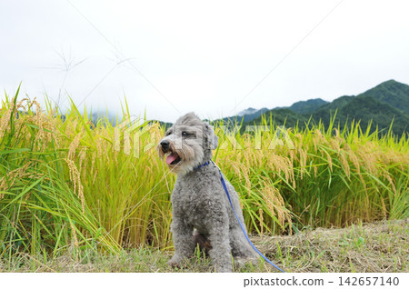 狗得救了 狗得救了 142657140
