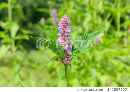 Hyssop in meadow in sunny day. Pink flowering and spicy aroma. Agastache foeniculum with flowers is growing in cottage garden. Medicinal herbaceous perennial. 142657207