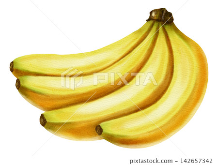 Watercolor illustration depicting a bunch of ripe yellow bananas on a white background. Botanical art for food packaging, fabrics, wallpaper, kitchen decor, and cafe menus. Watercolor illustration depicting a bunch of ripe yellow bananas on a white background. Botanical art for food packaging, fabrics, wallpaper, kitchen decor, and cafe menus. 142657342