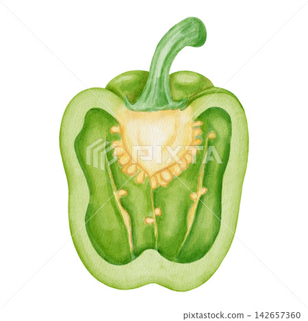 Watercolor illustration of green bell peppers. Hand drawn illustration of paprika in cross section isolated on white background. Ideal for harvest, farming, vegetable markets, grocery store themes 142657360