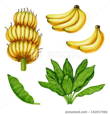 Watercolor illustration set of yellow banana clusters and lush green tropical leaves. Botanical art for food packaging, fabrics, wallpaper, kitchen decor, and cafe menus. Watercolor illustration set of yellow banana clusters and lush green tropical leaves. Botanical art for food packaging, fabrics, wallpaper, kitchen decor, and cafe menus. 142657366