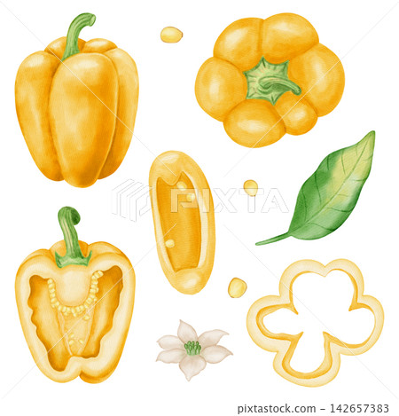 Watercolor yellow bell pepper set with whole, half, slice, leaf, flower, seeds. Hand drawn paprika vegetable elements isolated on white background. For kitchen textile, packaging, harvest, agriculture Watercolor yellow bell pepper set with whole, half, slice, leaf, flower, seeds. Hand drawn paprika vegetable elements isolated on white background. For kitchen textile, packaging, harvest, agriculture 142657383