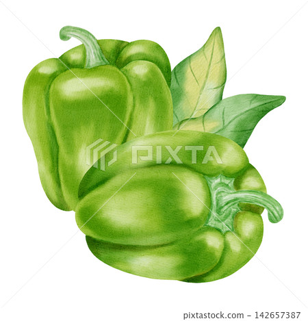 Watercolor illustration, composition with green bell pepper. Hand-drawn whole and cut ripe sweet peppers with fresh green leaves. Suitable for kitchen textiles, packaging, harvest, and agriculture. Watercolor illustration, composition with green bell pepper. Hand-drawn whole and cut ripe sweet peppers with fresh green leaves. Suitable for kitchen textiles, packaging, harvest, and agriculture. 142657387