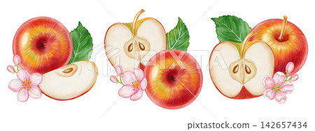 Watercolor illustration set of apple compositions with whole fruits, cut slice, leaves, flowers isolated on white background. Perfect for product logo, market posters, food packaging, textile patterns 142657434