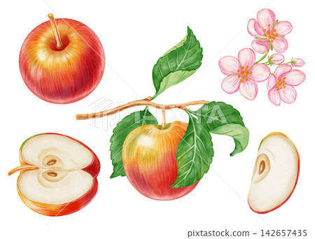Watercolor illustration clip art set of apples, half slice, seed, branch, green leaves, flowers isolated on white background. Perfect for product logo, market posters, food packaging, textile pattern 142657435