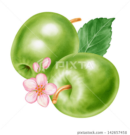 Watercolor illustration of a whole green apple, half slice core, pink blossom flower with leaf isolated on white background. Perfect for product logo, market posters, food packaging, textile patterns 142657458
