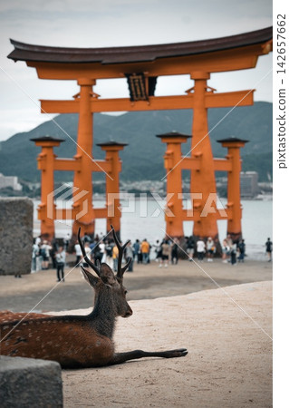 The sea torii gate of Itsukushima Shrine and deer The sea torii gate of Itsukushima Shrine and deer 142657662