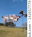 粉色櫻花盛開在公園裡 142657779