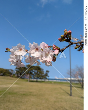 粉色櫻花盛開在公園裡 粉色櫻花盛開在公園裡 142657779