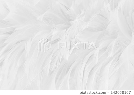 Beautiful white grey bird feathers pattern texture background. Beautiful white grey bird feathers pattern texture background. 142658167