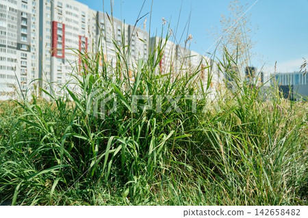 Green Bush Leaves along Urban Sidewalk with Colorful Apartment Buildings in Blur Background Green Bush Leaves along Urban Sidewalk with Colorful Apartment Buildings in Blur Background 142658482