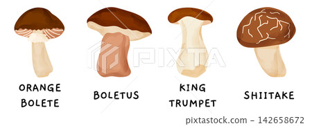 Typography flat children fall vector mushroom forest eat education book. Illustration for stock use features simple doodle style. Mushroom and vegetable collection on ground. Typography flat children fall vector mushroom forest eat education book. Illustration for stock use features simple doodle style. Mushroom and vegetable collection on ground. 142658672