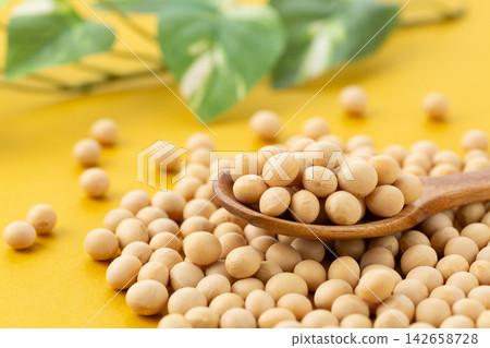 大豆黃背 大豆黃背 142658728