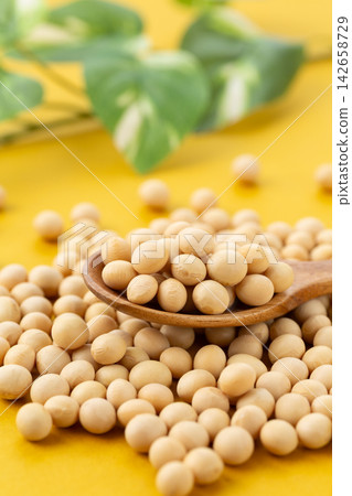 大豆黃背 142658729