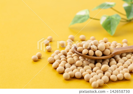 大豆黃背 大豆黃背 142658730