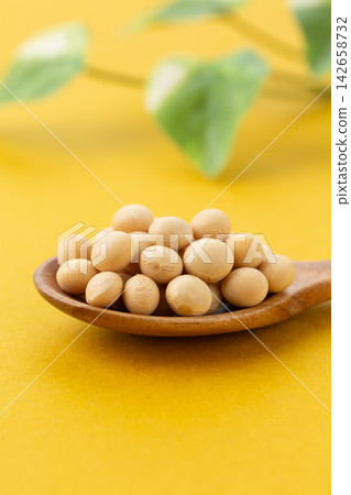 大豆黃背 大豆黃背 142658732