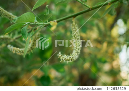 Salix Caprea Goat Willow Catkin on a Branch Closeup Salix Caprea Goat Willow Catkin on a Branch Closeup 142658829