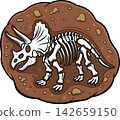 Triceratops Dinosaur Fossil Skeleton 142659150