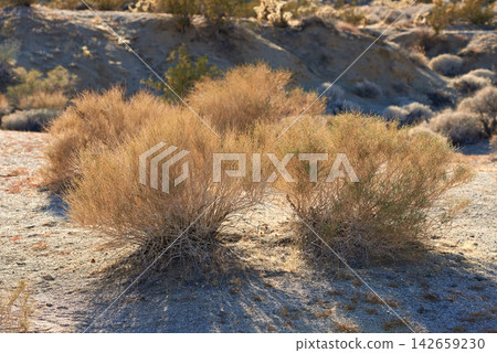 Desert, shrub and plants in bush environment outdoor in nature of California, USA. Native, ecology and growth of indigenous foliage in summer with biodiversity in dry field, soil and grass on land Desert, shrub and plants in bush environment outdoor in nature of California, USA. Native, ecology and growth of indigenous foliage in summer with biodiversity in dry field, soil and grass on land 142659230