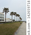 Palm trees lined up along the coast 142659718