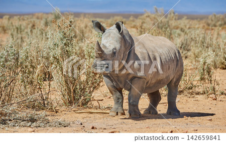 Rhino, walking and safari in natural habitat in African national park, wildlife and environment in outdoor nature . White rhinoceros, herbivore animal and targeted by poachers for indigenous horns. Rhino, walking and safari in natural habitat in African national park, wildlife and environment in outdoor nature . White rhinoceros, herbivore animal and targeted by poachers for indigenous horns. 142659841